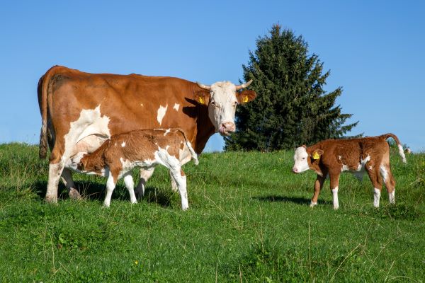 Kuh mit Kälbern auf der Weide