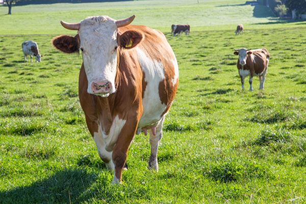 glückliche kühe auf der weide